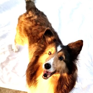 シェルティの女の子