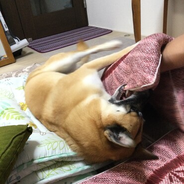 の写真