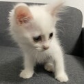 《甘えん坊で元気っ子》生後2ヶ月のオス