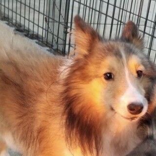 シェルティの男の子