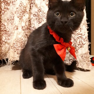 モフモフ癒し系黒君！甘えん坊です