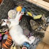 ありがとうございました★*ﾟ可愛い うずらちゃん サムネイル2