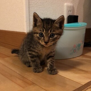 ありがとうございました★*ﾟ可愛いつばめくん