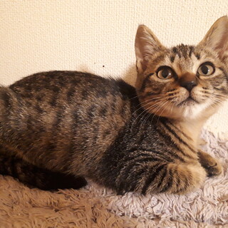 ぺちゃんこ顔、おっとり系キジ君！生後約３か月