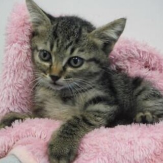 里親様に迎えられました。子猫♀166