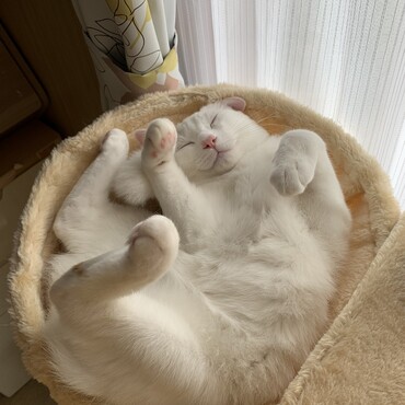 の写真