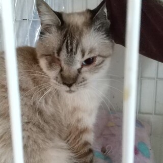 ふわふわ   サニーちゃん