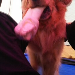 てんちゃんとまたまたテント