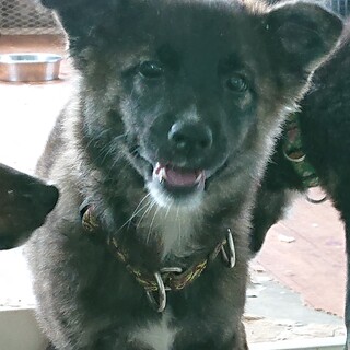 トイレトレーニング済み生後３ヶ月♀