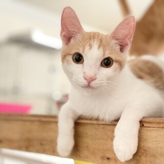 ⭐︎フレンドリーな茶白の男の子⭐︎ルカくん⭐︎