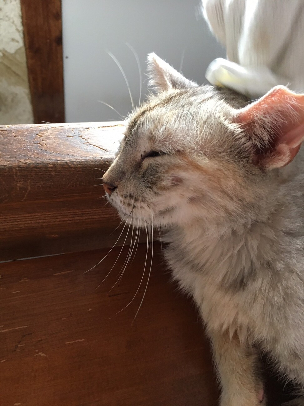 サバトラ みかん 大阪府 猫の里親募集 ペットのおうち 月間利用者150万人