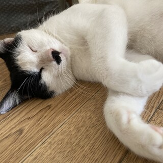飼猫素質抜群の甘えん坊のハチワレくん