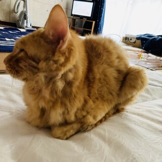 急募！チャトラの子猫（男の子）生後約4月