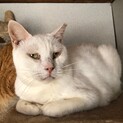 白猫  チャームちゃん