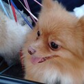 きれいなポメのアユちゃん