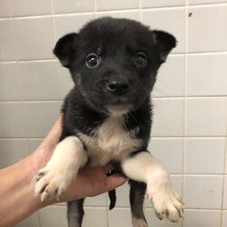 我が家の保護犬クロ