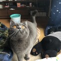 ブリティッシュショートヘア、3才元気いっぱい男の子