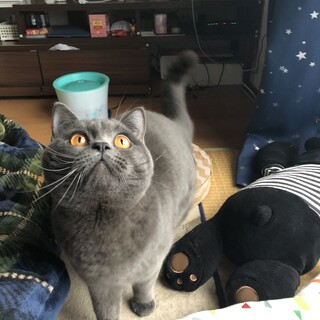 ブリティッシュショートヘア、3才元気いっぱい男の子