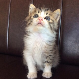 応募者多数のため一旦停止します