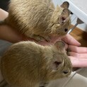 デグーサンド♂2 匹