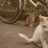 20年8月生まれ　子猫１匹　３種ワクチン済 サムネイル4