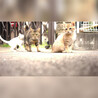 20年8月生まれ　子猫１匹　３種ワクチン済 サムネイル6