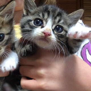 応募者多数のため一旦停止します