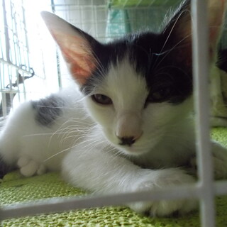 控えめな甘えん坊左舷