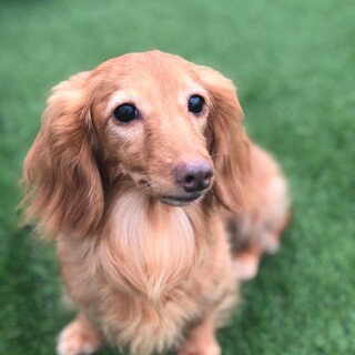 お散歩が楽しい、甘えん坊のダックスうるは♀5,6歳