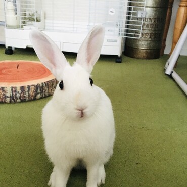 ぽぽ。6ヶ月になりました。