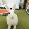 ぽぽ。6ヶ月になりました。