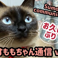 【すももちゃん通信④】