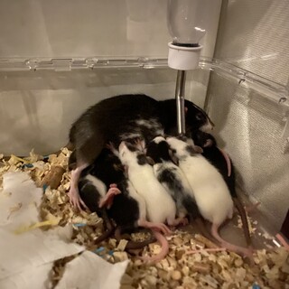 ファンシーラットの子ども