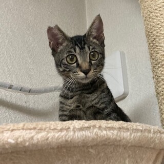 キラキラの大きな瞳を持った男の子