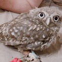 コキンメフクロウ御家族募集