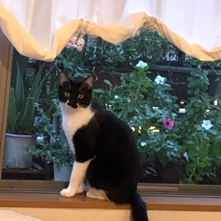 男爵おひげの「おはよう！」ねこ