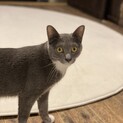 グレー白の綺麗な毛色　すみちゃん
