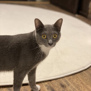 グレー白の綺麗な毛色　すみちゃん