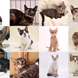 保護ねこ譲渡会（武田ミシン2階） サムネイル2