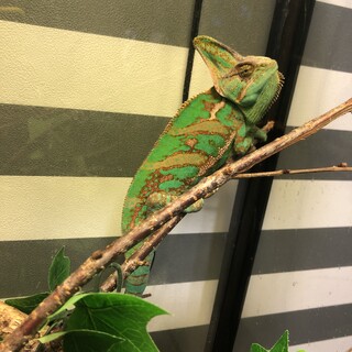 エボシカメレオン！！！！」北海道 - 爬虫類・他の里親募集(336703