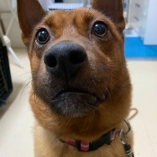 赤毛が美しい琉球犬のぼたんちゃん♡