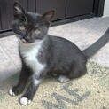 生後約2ヶ月の子猫を保護しています。里親募集