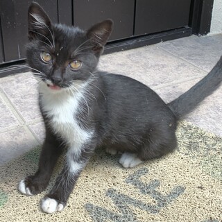 生後約2ヶ月の子猫を保護しています。里親募集