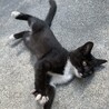 生後約2ヶ月の子猫を保護しています。里親募集 サムネイル2