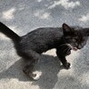 生後約2ヶ月の子猫を保護しています。里親募集 サムネイル3