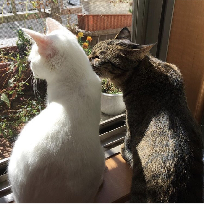 リンゴの花のカバー写真