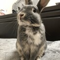 ミニウサギ里親募集中です