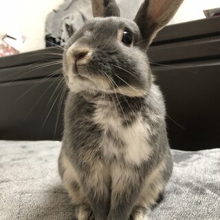 ミニウサギ里親募集中です