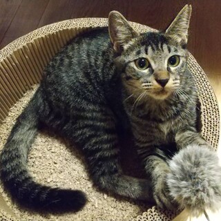 【SOS】甘えん坊で可愛すぎるマット君