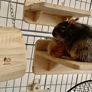 ⭐︎デグー 女の子2匹⭐︎1歳と2歳